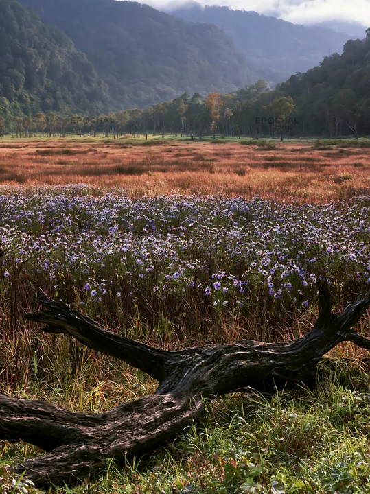 Yamagata rewilded meadow fallen branch foreground - AI-generated stock image