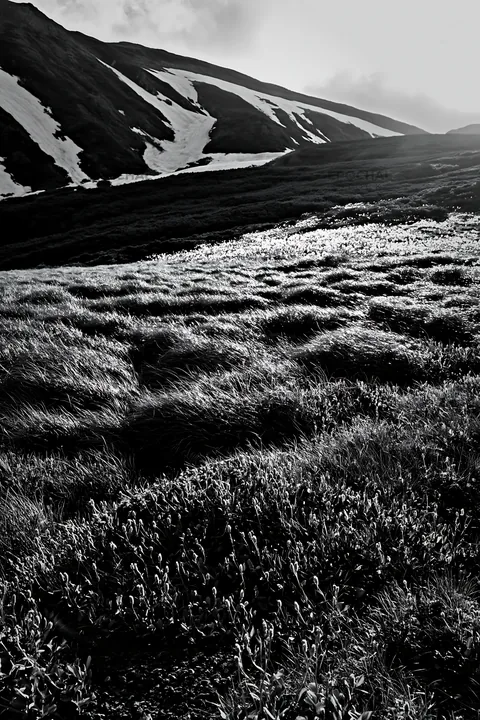 Black and white akita snowmelt meadow with silver grasses bathed in sunlight - AI-generated stock image