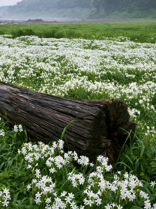 Driftwood among wildflowers in Nagasaki coastal meadow - AI-generated stock image