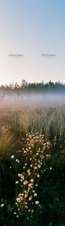 Cottongrass meadow at sunrise with mist and soft light - AI-generated stock image