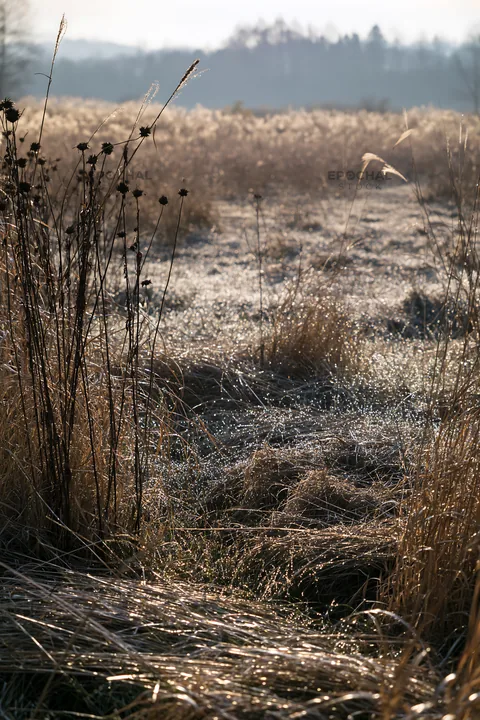 Niigata floodplain restoration meadow dew foreground - AI-generated stock image