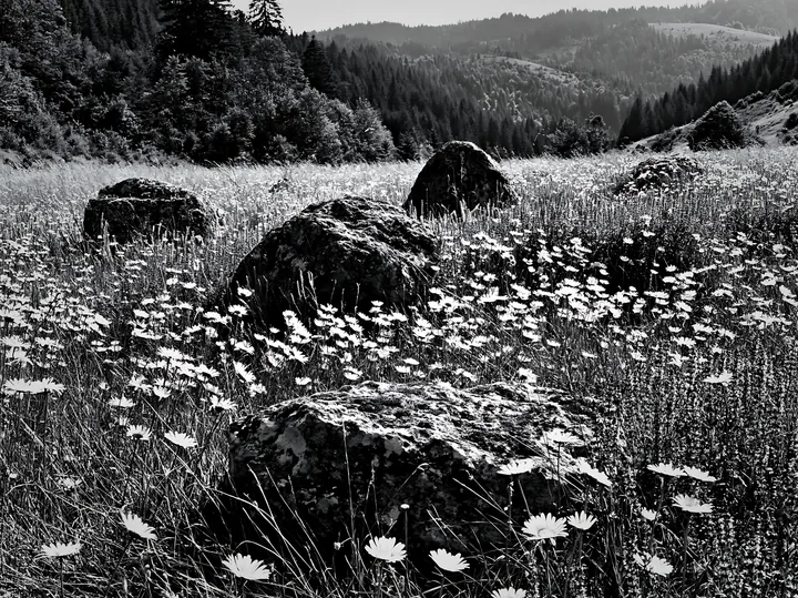 Meadow with boulders and wildflowers in black and white - AI-generated stock image