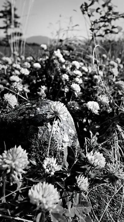 Black and white miyagi spring recovery meadow mossy stone with pink clover flowers - AI-generated stock image