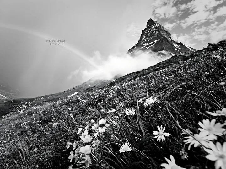 Matterhorn alpine wildflower meadow with mountain view - AI-generated stock image