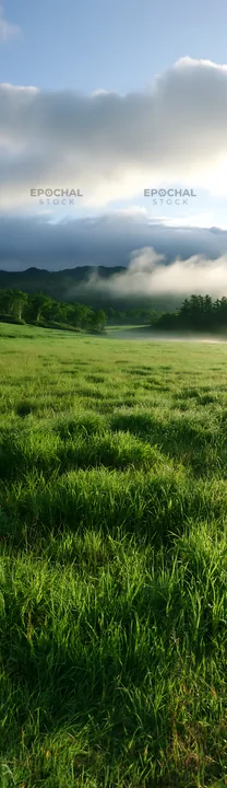 Expansive Hokkaido restoration meadow with dewdrops - AI-generated stock image