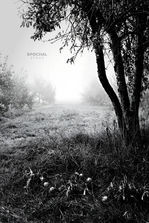 Black and white foggy orchard meadow with trees and fallen apples - AI-generated stock image