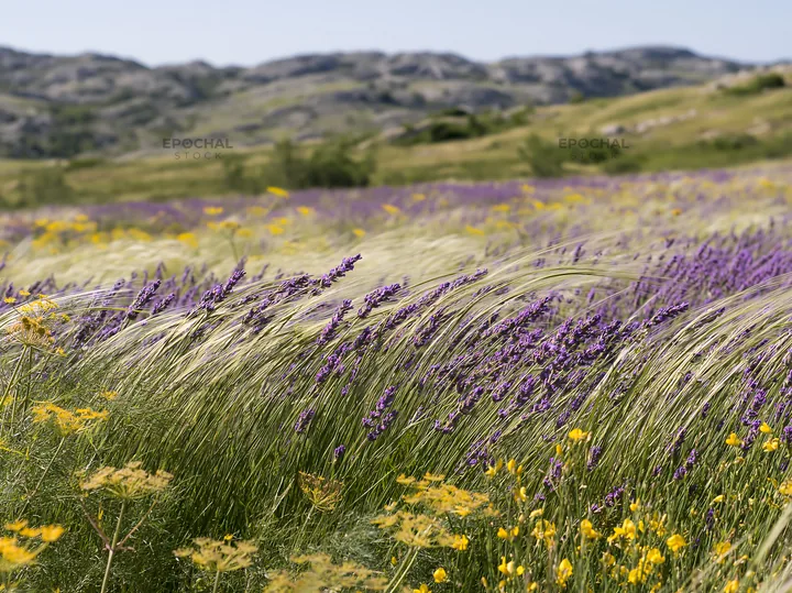 Colorful lavender meadow with yellow flowers in the background - AI-generated stock image