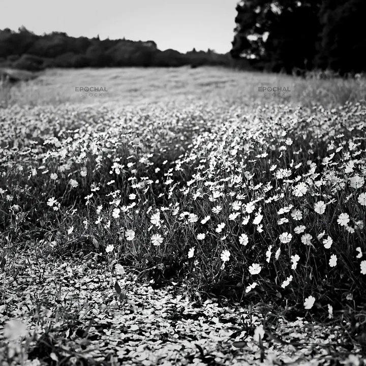 Fallen blossoms in a Fukuoka spring meadow - AI-generated stock image