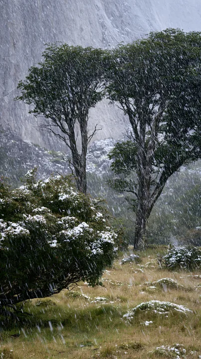Snowfall in Torres del Paine meadow with trees and rocks - AI-generated stock image