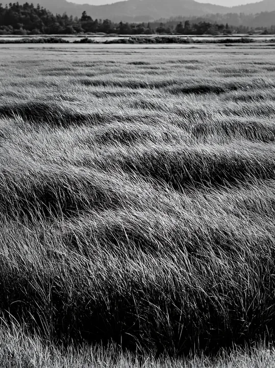 Black and white shiga wetland meadow climate adaptation reeds in sunny landscape - AI-generated stock image