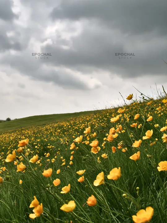 Colorful buttercup meadow under cloudy sky - AI-generated stock image
