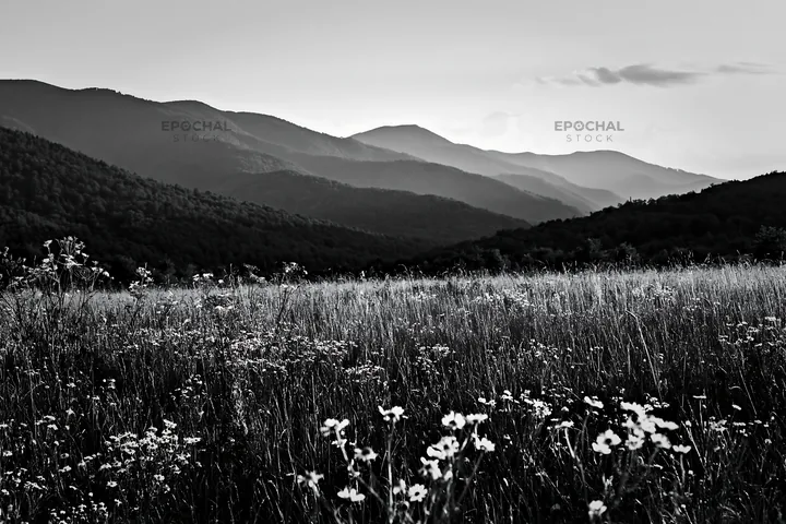 Black and white chamomile meadow for wellness campaign - AI-generated stock image