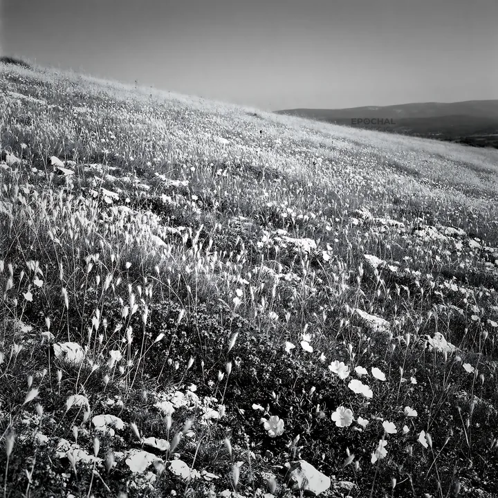 Sunny limestone meadow with flowers and distant mountains - AI-generated stock image