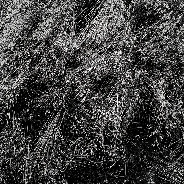 Meadow grass seedheads in black and white - AI-generated stock image