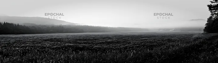 Black and white iwate rain refreshed meadow seedhead foreground - AI-generated stock image