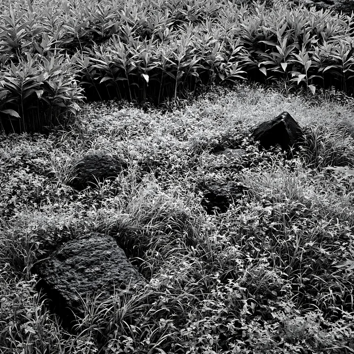 Black and white kanagawa heat resilient meadow volcanic stones among lush grass - AI-generated stock image