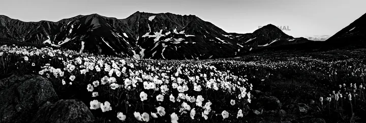Black and white toyama alpine meadow snowmelt rock foreground with flowers - AI-generated stock image
