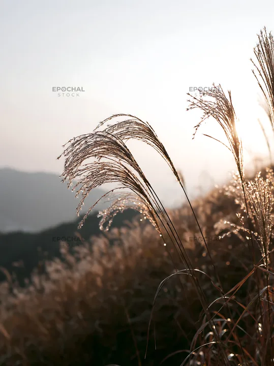 Miyazaki sunrise over meadow with dew covered sedges - AI-generated stock image