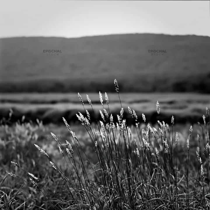 Black and white iwate rain refreshed meadow seedhead foreground - AI-generated stock image