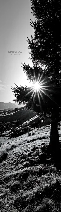Christmas tree in meadow with afternoon sun - AI-generated stock image