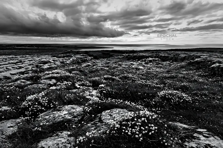 Colorful buttercup meadow with rocks and cloudy sky - AI-generated stock image