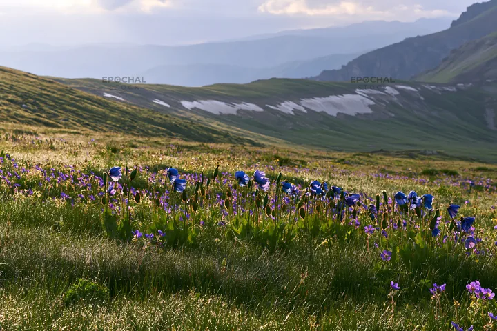 Snowline meadow with wildflowers in a mountainous area - AI-generated stock image
