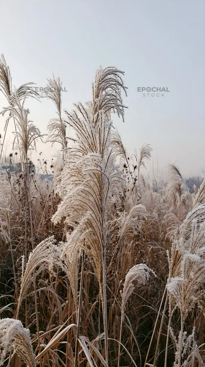Tokyo urban biodiversity meadow with seedheads in winter light - AI-generated stock image