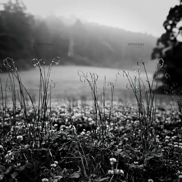 Black and white iwate rain refreshed meadow seedhead foreground - AI-generated stock image