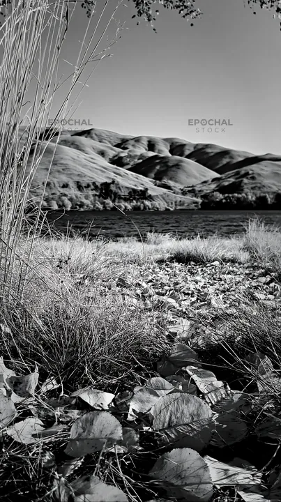 Black and white lakeside orchard meadow with yellow leaves and blue water - AI-generated stock image