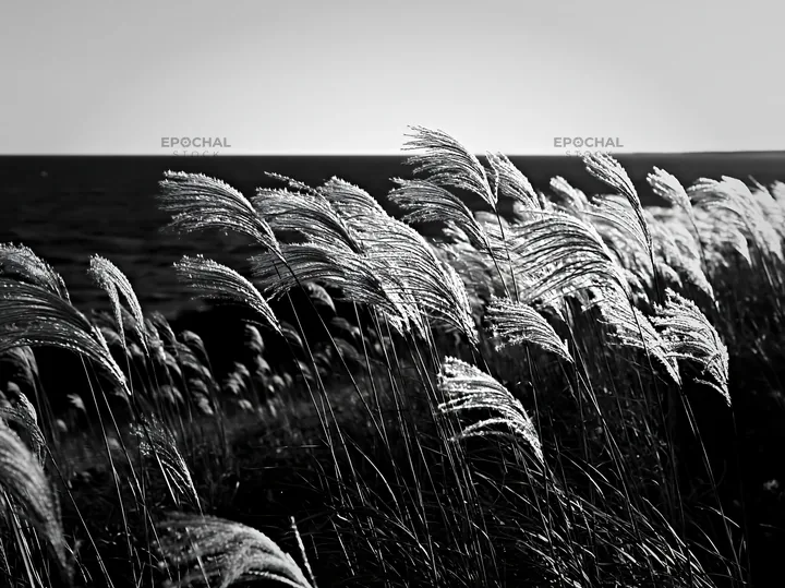 Black and white climate-resilient Hokkaido silver grass meadow seedheads sway gently - AI-generated stock image