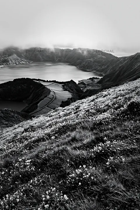Black and white colorful clover meadow in a lush green landscape - AI-generated stock image