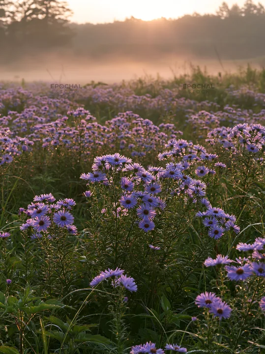 Expansive Hokkaido restoration meadow with dewdrops - AI-generated stock image