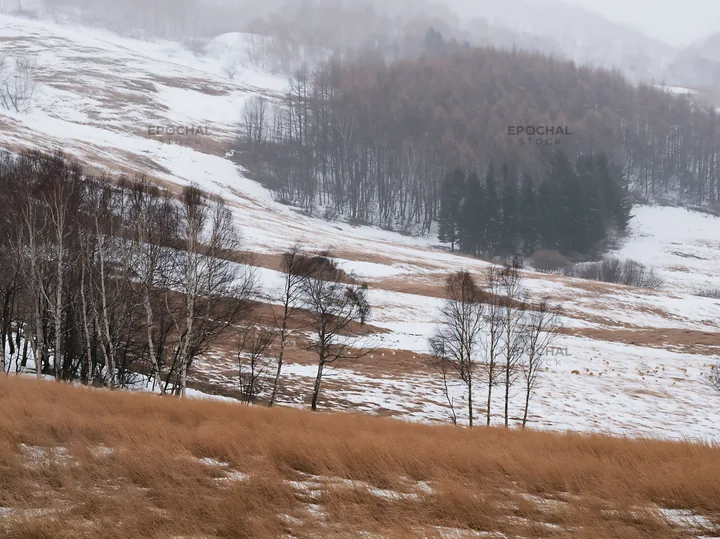 Snow covered Biei hills meadow with trees in winter season - AI-generated stock image