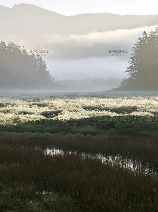 Akita snowmelt meadow with silver grasses in early morning light - AI-generated stock image