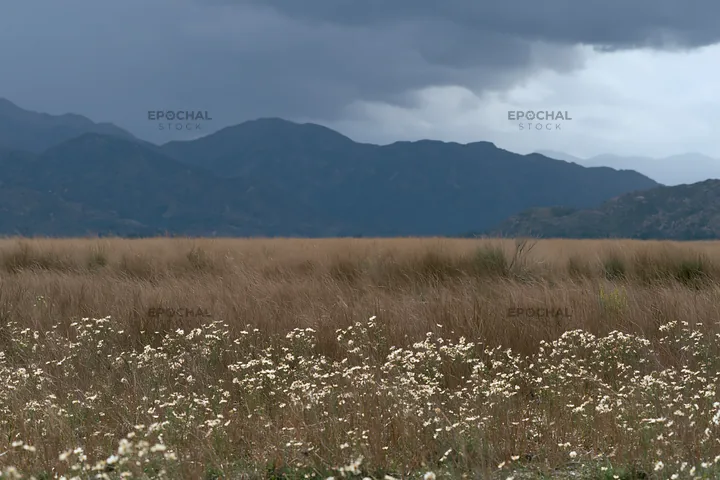Cloudy foothill meadow with flowers and mountains in view - AI-generated stock image