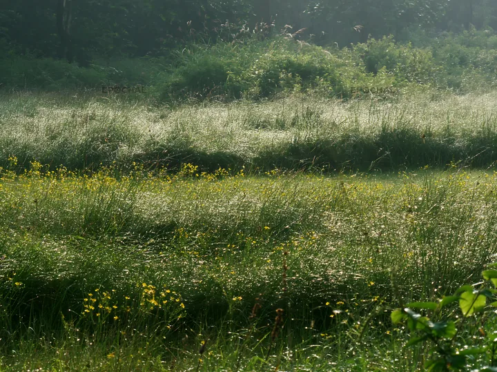 Kochi monsoon meadow with rain beaded grasses - AI-generated stock image
