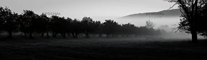 Foggy orchard meadow in early morning light - AI-generated stock image