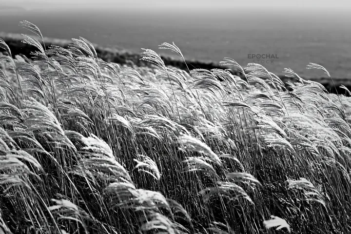 Black and white climate-resilient Hokkaido silver grass meadow seedheads sway gently - AI-generated stock image