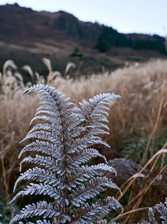 Tokushima mountain meadow fern frond foreground with grass - AI-generated stock image