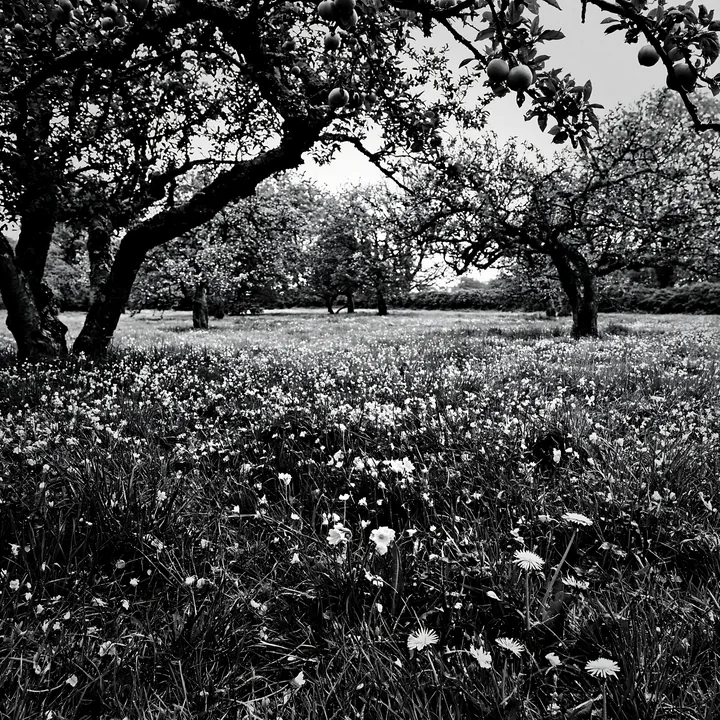 Spring orchard meadow with blooming flowers and apple trees - AI-generated stock image