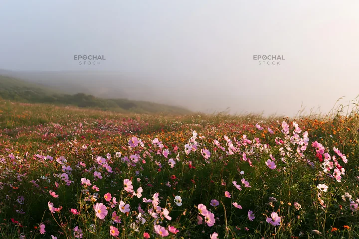 Colorful cosmos meadow in a misty landscape - AI-generated stock image
