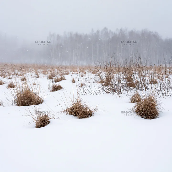 Snowbound meadow with brown grass clumps in winter setting - AI-generated stock image