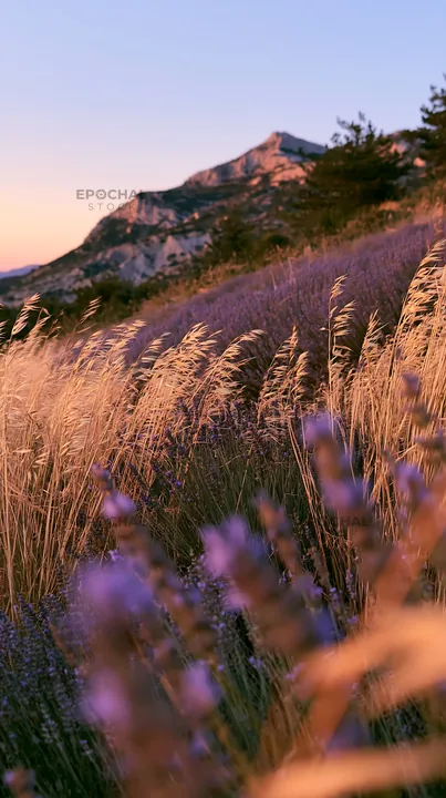 Drought-tolerant meadow with golden grasses and purple flowers - AI-generated stock image