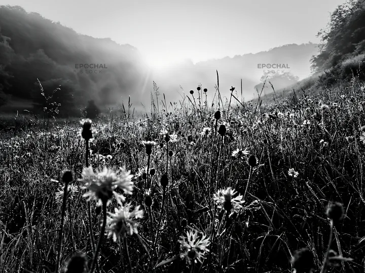 Black and white meadow with knapweed under early morning sunlight - AI-generated stock image