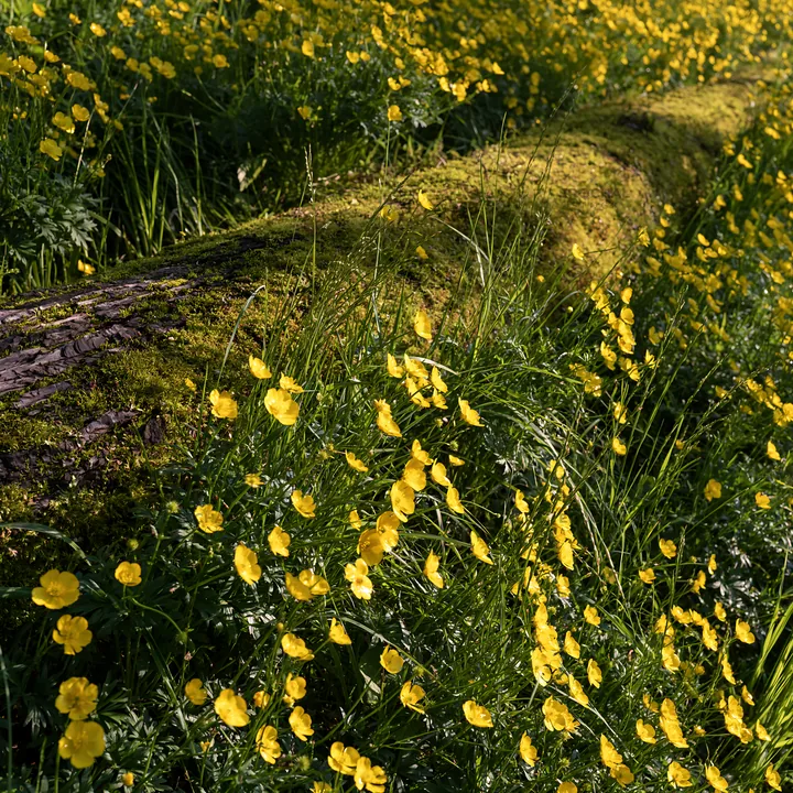 Gifu low carbon meadow with mossy log and yellow flowers - AI-generated stock image