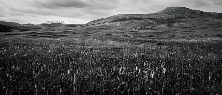 Black and white rewilded meadow with hills and cloudy sky - AI-generated stock image