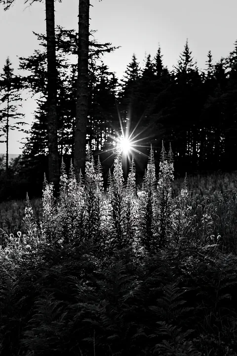 Fireweed meadow at sunset behind trees - AI-generated stock image