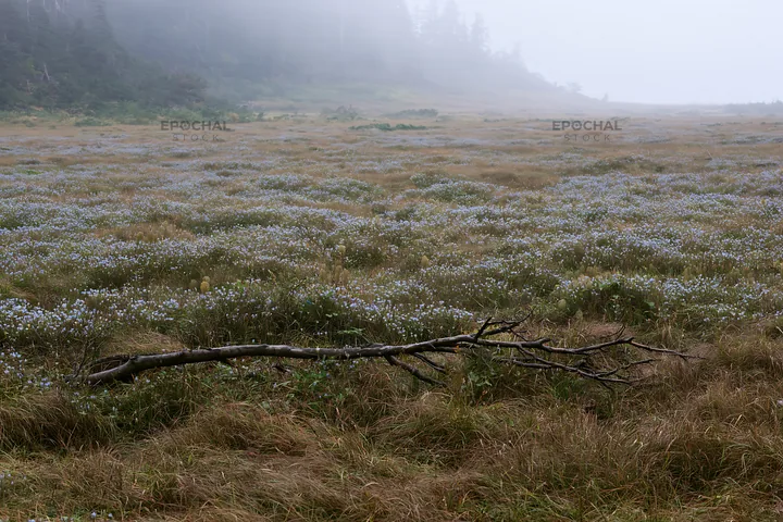 Yamagata rewilded meadow fallen branch in grassy landscape - AI-generated stock image