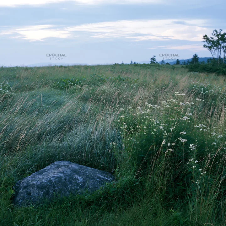 Aomori climate resilient meadow with boulder - AI-generated stock image