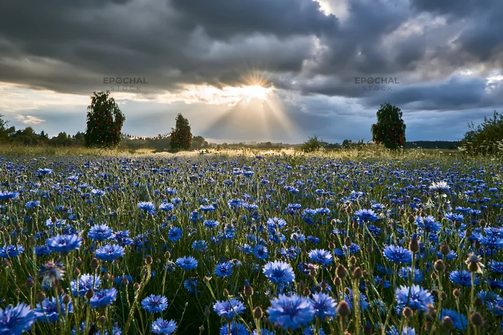 Christmas decorations in meadow under dramatic clouds and sunbeams - AI-generated stock image